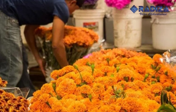 Poca producción de flor para día de muertos